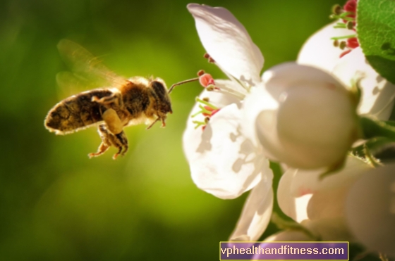 Sin ellos, la vida desaparecerá en la tierra: mañana es el Día Mundial de las Abejas