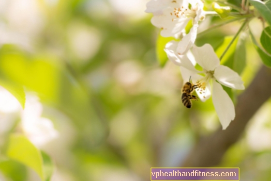 Voulez-vous sauver les abeilles? Nous savons ce que vous ne devez pas faire!