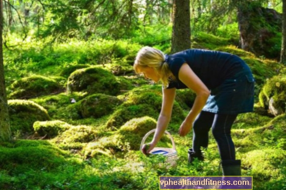 Allez-vous en forêt pour cueillir des baies? Voyez ce à quoi vous devez faire attention!