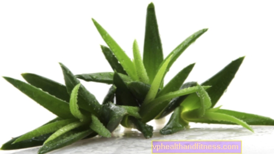 ¡El aloe te ayuda a perder peso! Propiedades y uso del aloe en adelgazamiento