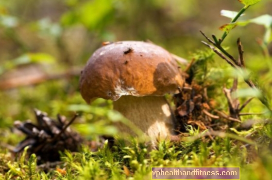 Boletus (boletus) - tipos. Boletus comestibles y venenosos 