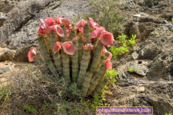 Hoodia: una planta africana para adelgazar. ¿Son efectivos los suplementos de hoodia?