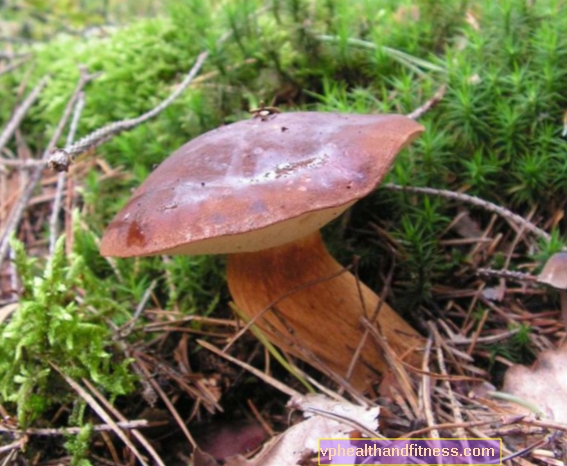 Boletus: ¿es venenoso? ¿Cómo reconocer y preparar los boletes de bahía?