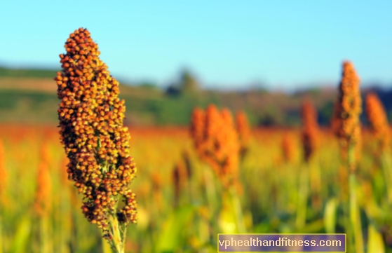 Sorgo: propiedades, valores nutricionales y usos culinarios