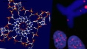 Najskôr sa u ľudí vyskytuje „štvornásobná špirála“ DNA