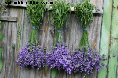 Lavendel: helsemessige fordeler