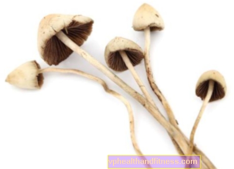 Jamur psilocybin bersifat halusinogen. Apa risiko makan jamur psilocybin?