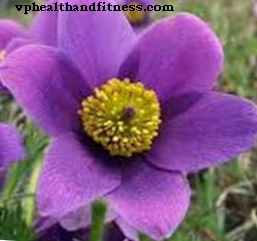 Pulsatilla: chỉ định, liều lượng và tác dụng phụ