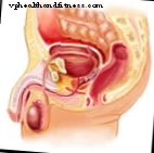 Epididymitis og prostatitis: symptomer, årsager og behandlinger