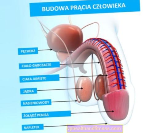 PENE: estructura, dimensiones, enfermedades del miembro masculino