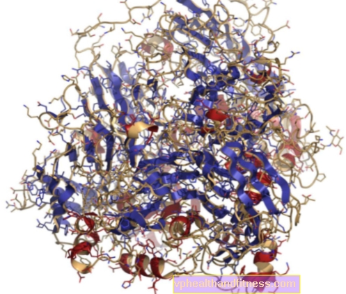 Ceruloplasmin (ferroxidase) - ทำหน้าที่ในร่างกาย