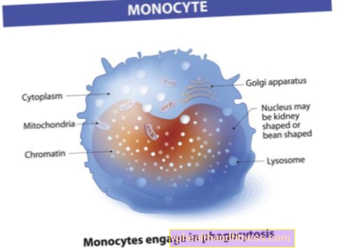 Monotsüüdid (MONO) - roll, norm, liig ja puudus