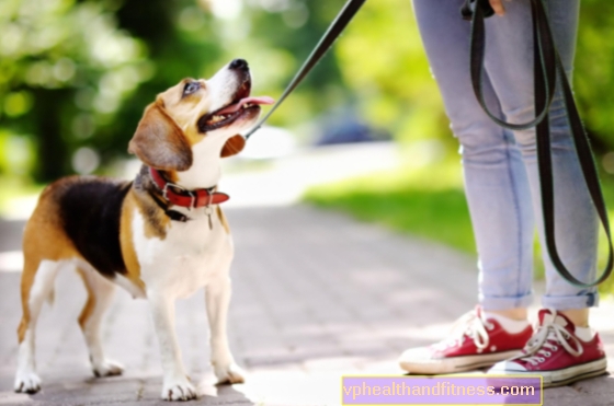 Interpretación de los sueños - perro. Que significa soñar con un perro