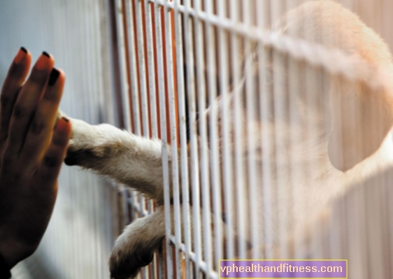 Adopción de perros: 5 reglas para tratar con una mascota durante los primeros días en casa