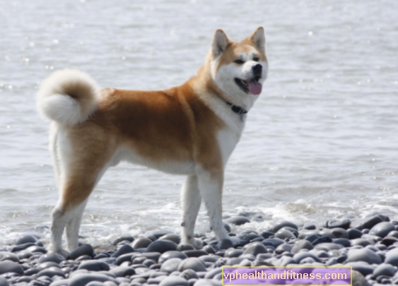 Akita: perro samurái