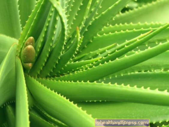 Aloja za pitje. Kako narediti sok in tinkturo aloe? RECEPTI