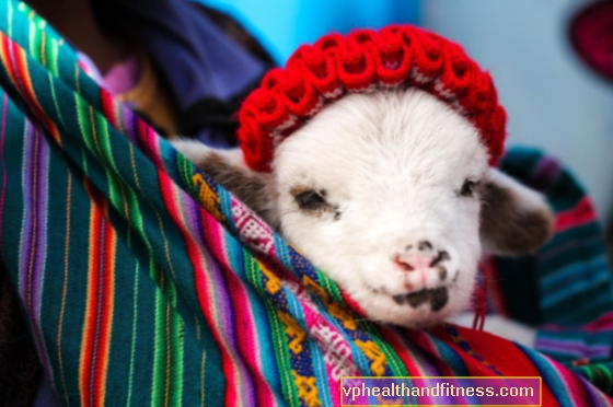 Alpacoterapia para niños y adultos. Principios y efectos de la terapia en el medio ambiente de las alpacas.