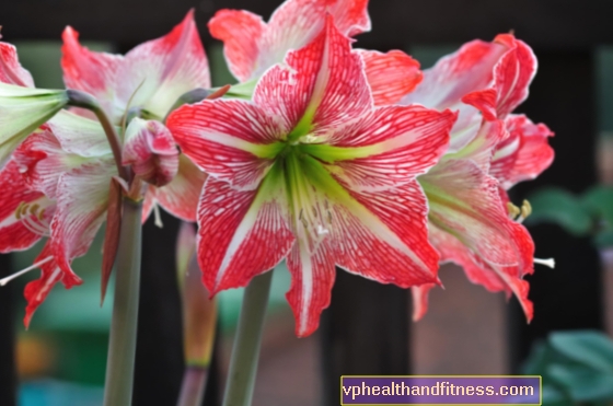 Amaryllis: giftig belladonna