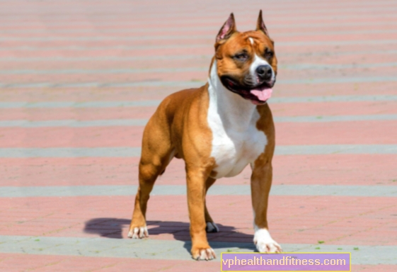 Amstaf (American Staffordshire Terrier): carácter, entrenamiento, enfermedades