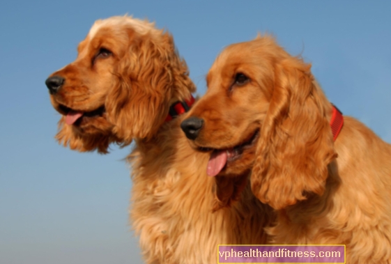 Cocker spaniel inglés