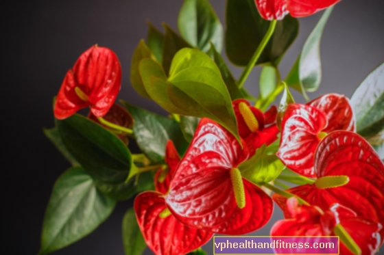 Anthurium: prasīgs un bīstams