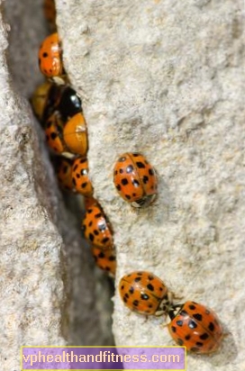 Azijos ladybug - įkandimo simptomai ir kova. Kaip aš galiu to atsikratyti?