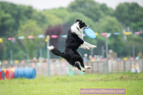 Border collie: un amico appassionante