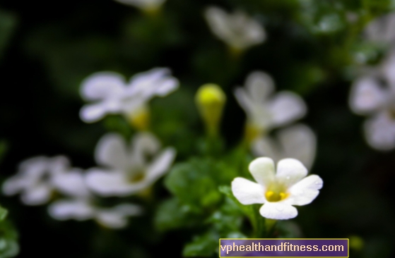 Brahmi (bacopa de hoja pequeña) - propiedades y dosificación