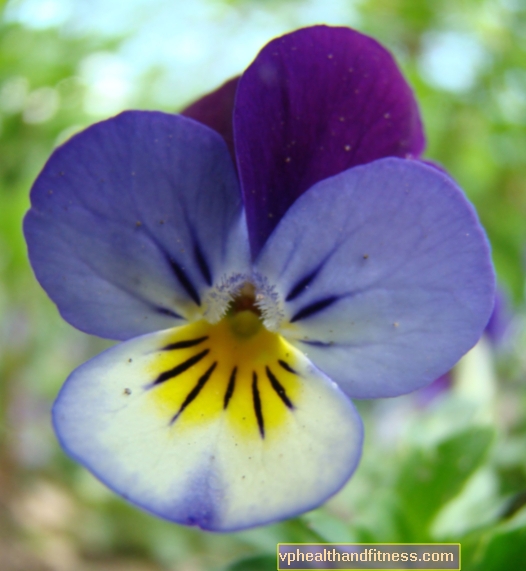 Pensamiento o tricolor violeta: propiedades y aplicación