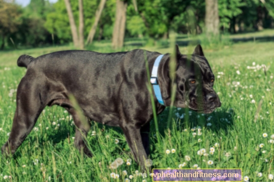 Cane corso italiano: spoľahlivý strážca a ochranca