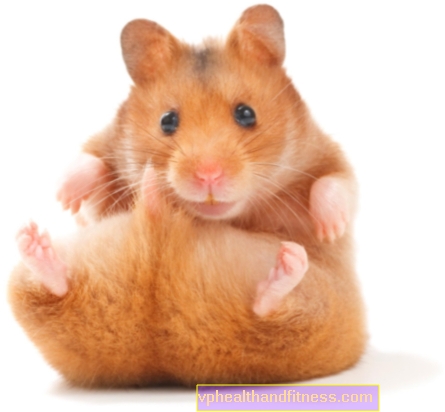 Hamster - Djungarian, Syria dan banyak lagi. Apa yang perlu Anda ketahui tentang hamster?