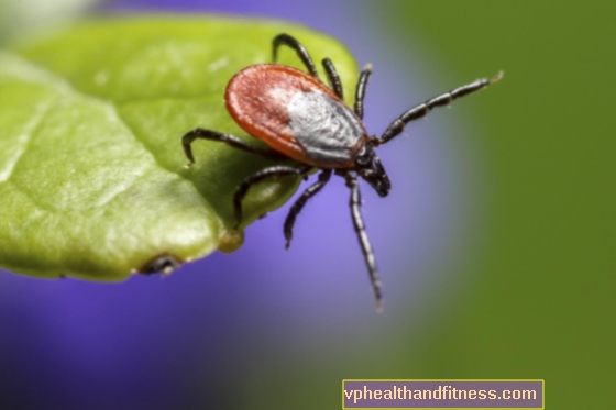 Enfermedades transmitidas por garrapatas: enfermedad de Lyme, babesiosis, bartonelosis, TBE y otras