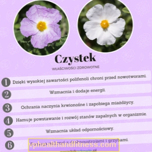 Cistus (hierba) - propiedades curativas y aplicación