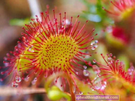 Drosera: una planta ornamental que ayuda con la tos.