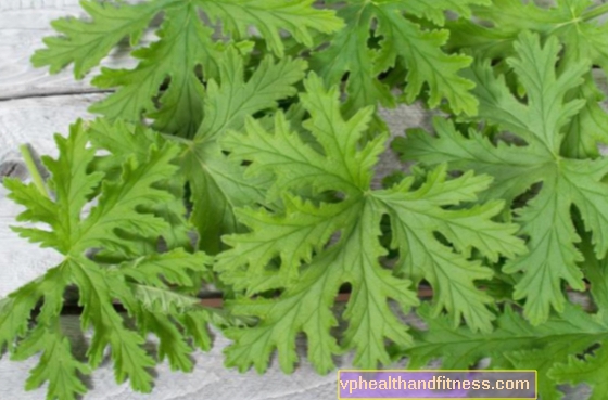 Geranio (anginka) o pelargonium profumato. Proprietà medicinali e applicazione