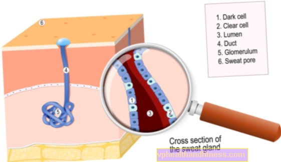 Glándulas sudoríparas: tipos, estructura, funciones y enfermedades