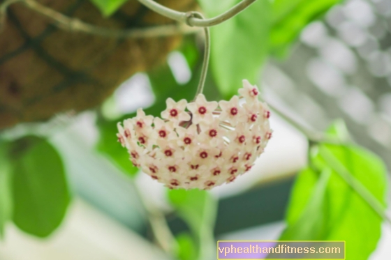 Hoja llena de jugo tóxico