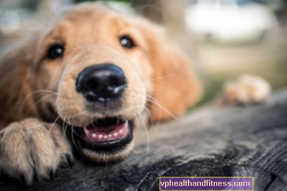 ¿Cuántos años tiene tu perro? Hay una forma de calcular esto. Calculadora de edad del perro