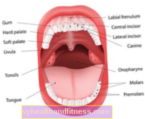 Usna šupljina: građa i funkcije. Oralne bolesti