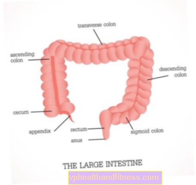 Intestino grueso: estructura y función