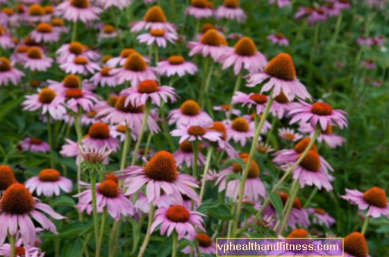 Echinacea (echinacea) untuk pilek dan banyak lagi. Sifat penyembuhan Echinacea