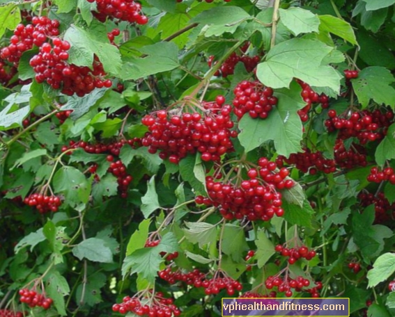 Kalina kuukautiskipuun. Guelder-ruusun ominaisuudet ja käyttö