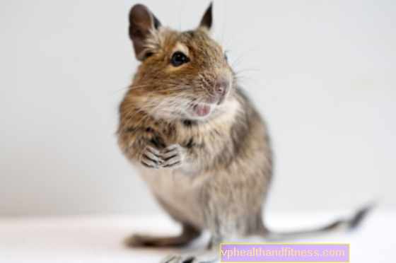 Degu - nutrição, preço. Quanto tempo vive o degus?