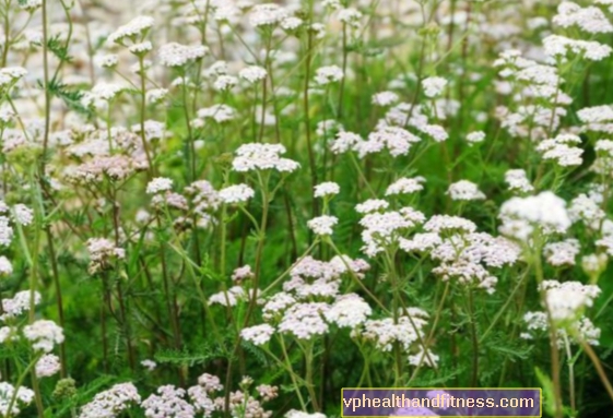 Achillea - proprietà e applicazione