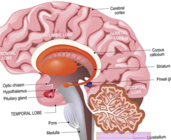 Cerebro. Estructura del cerebro