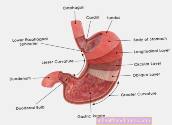 El estómago: cómo funciona y cómo se construye