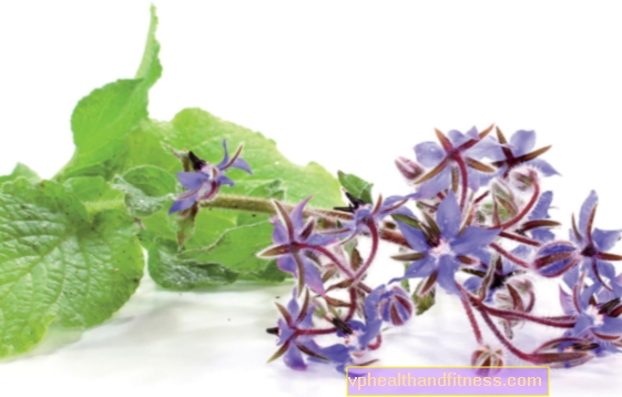 Borage และน้ำมัน borage: คุณสมบัติ