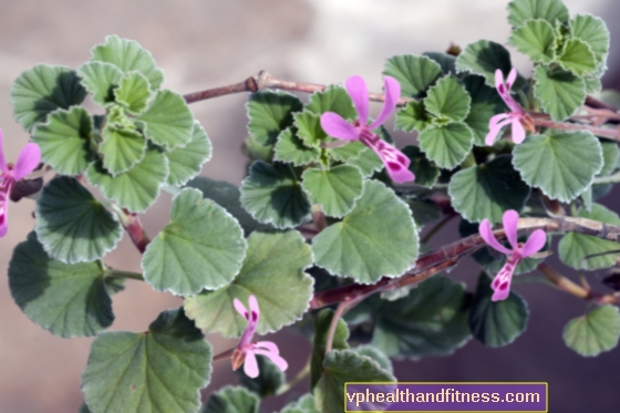 Pelargonio africano - propiedades medicinales y aplicación.