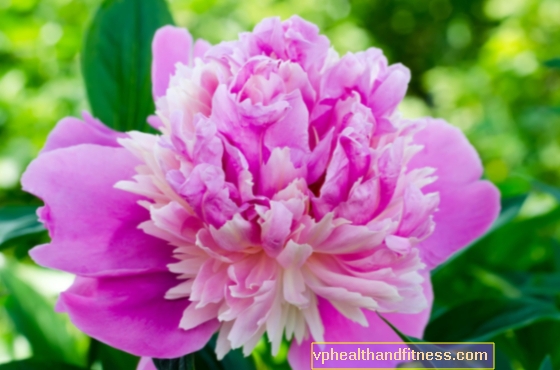 Peonía medicinal (paeonia officinalis) - propiedades y aplicación