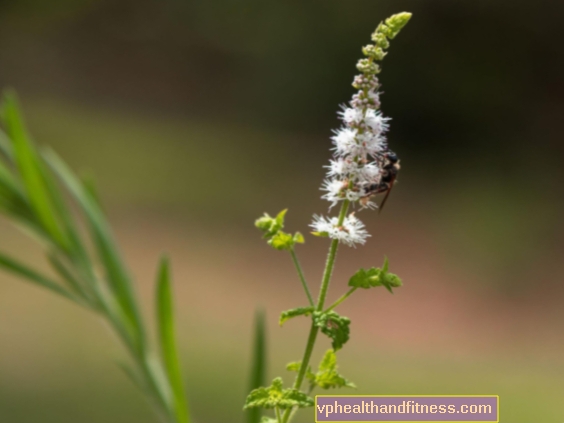 Cohosh preto: propriedades